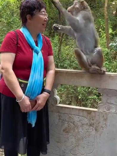 澳门最精准免费资料大全旅游景点和车钥匙逗猴被猴抢走与猴子车钥匙